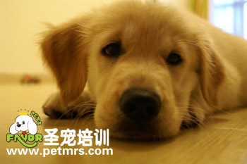 金毛的眼部護理