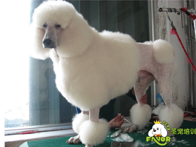 圣寵實犬操作之貴賓