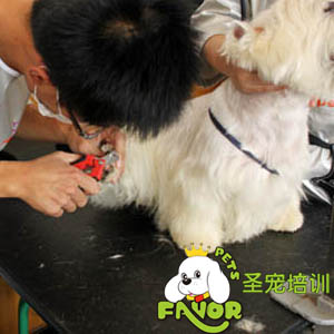 圣寵學校精彩課堂-梗犬修剪