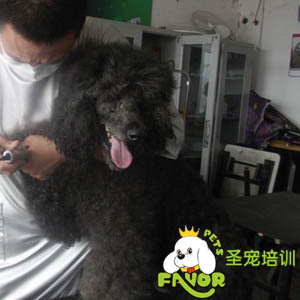 圣寵學(xué)校精彩課堂-貴賓修剪