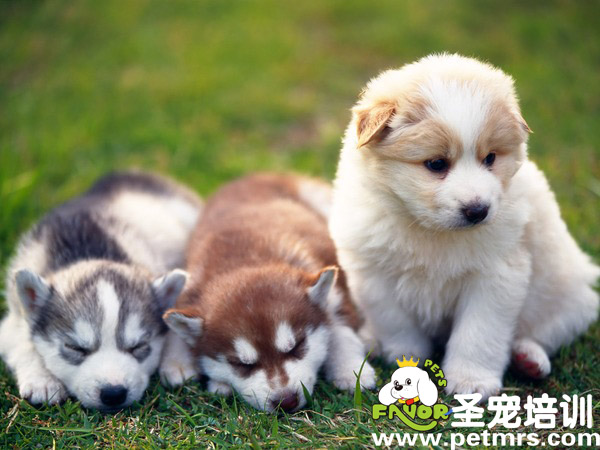 幼犬的護理
