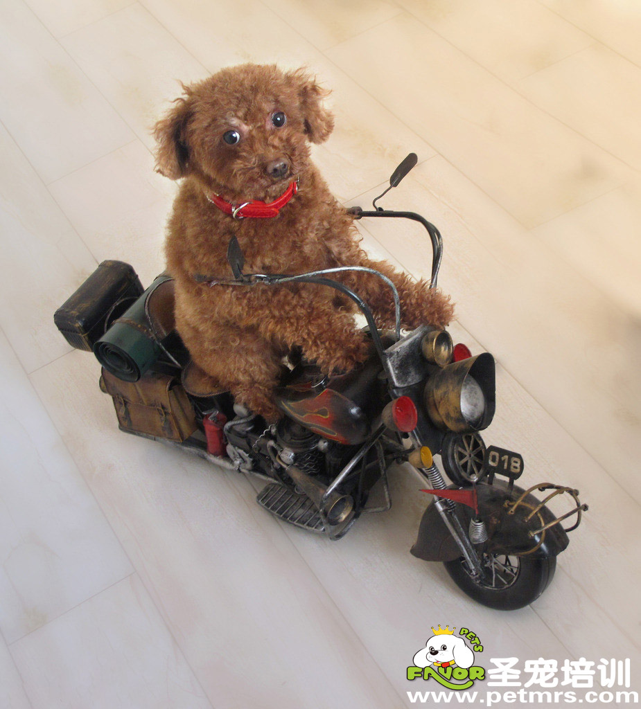 狗狗摩托車