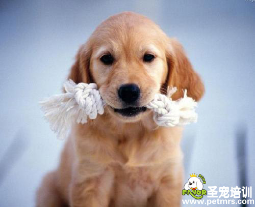 狗狗不能吃什么你了解嗎