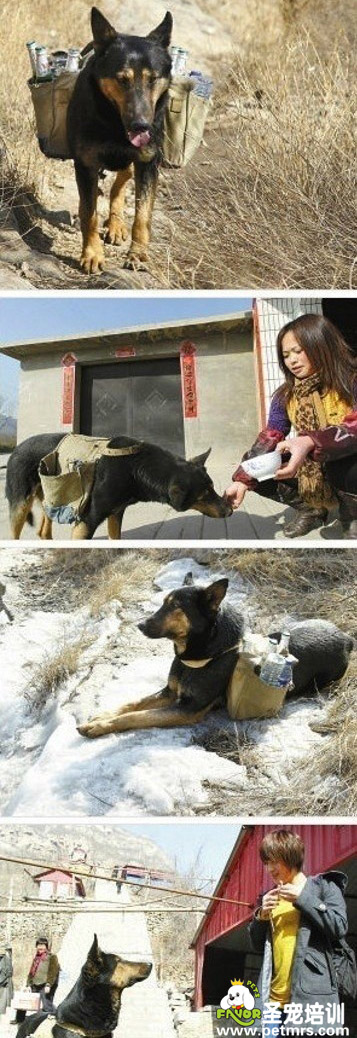 狗狗幫主人送啤酒