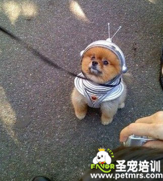狗狗的超酷衣服