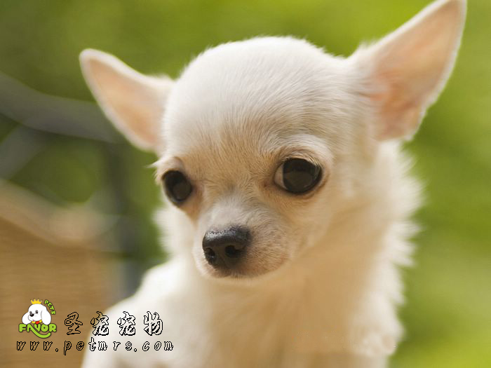 寵物疫苗的幾個誤區