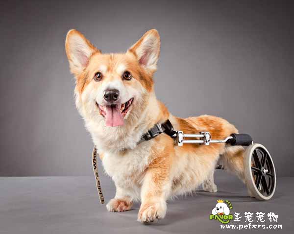 狗狗重癥的幾種檢測