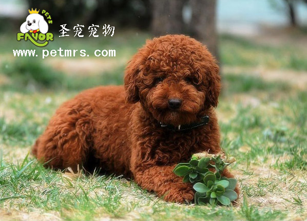 狗狗有時候為什么會吃草