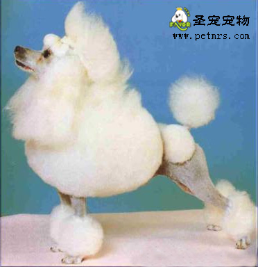 教你如何給貴婦犬美容
