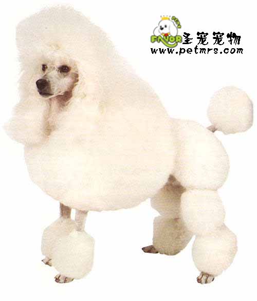 貴婦犬如何由“灰姑娘變公主”