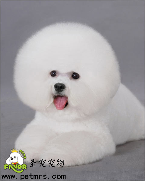 比熊犬美容之比熊吃什么對毛好