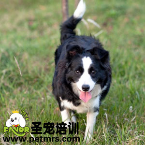 成犬期狗狗的沐浴清潔