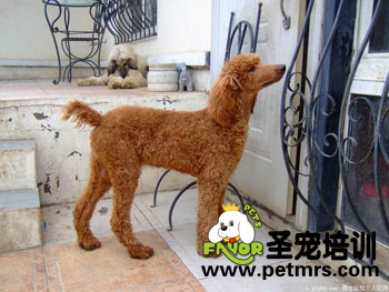 成年期狗狗美容之梳毛方法