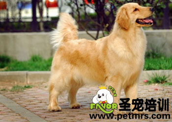 成犬期狗狗美容小竅門