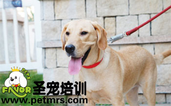 如何給拉布拉多剪指甲