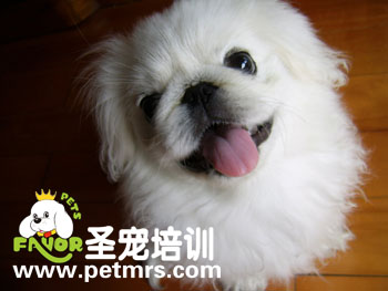 北京犬的美容方法