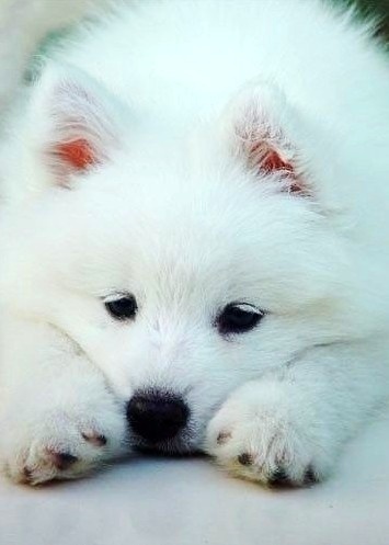 狗狗你在害怕什么