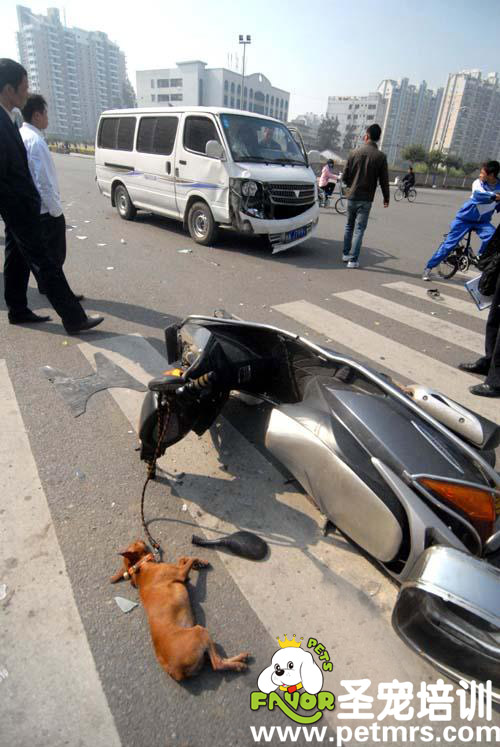 父女倆帶這狗狗撞上了面包車