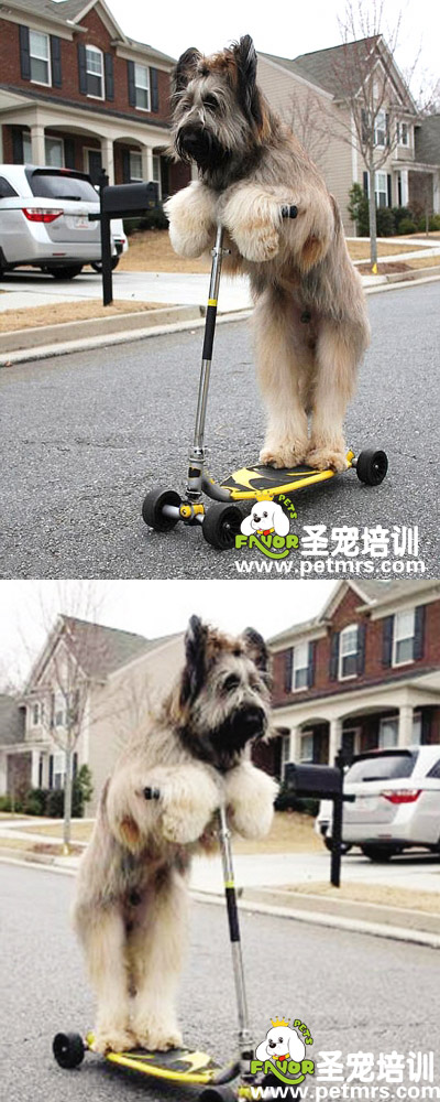 騎滑板的狗狗