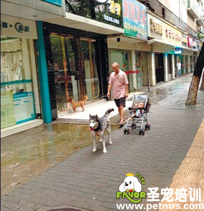 哈士奇變身車夫