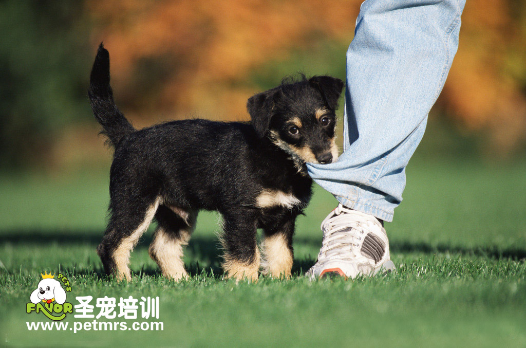 狂犬病的預防與治療