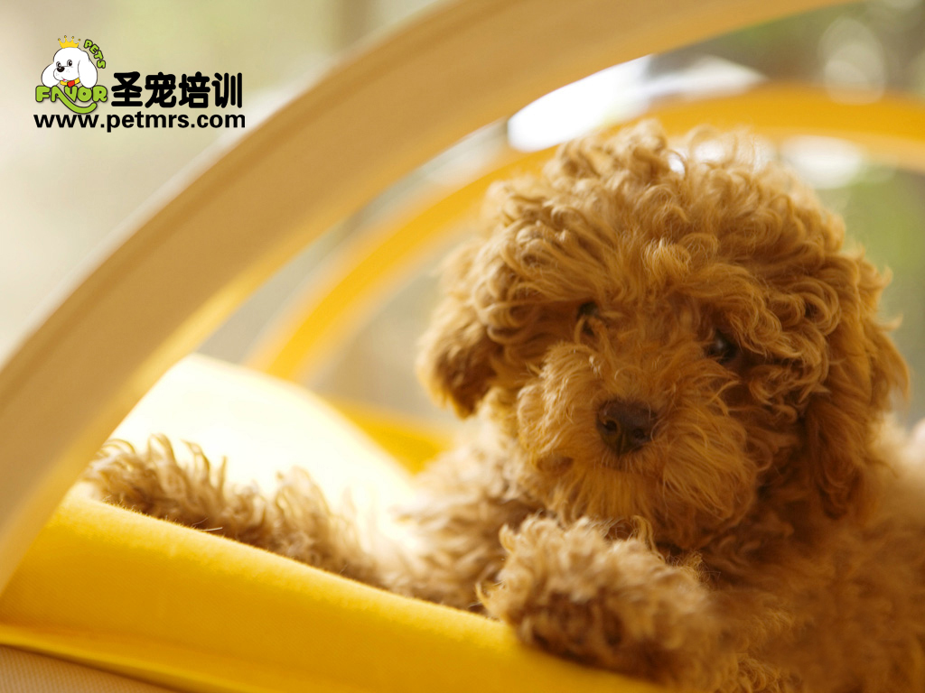狗狗犬腸道寄生蟲病的防御與治療