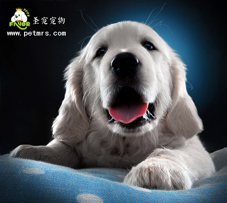 寵物醫療之狗狗對鹽分的需求