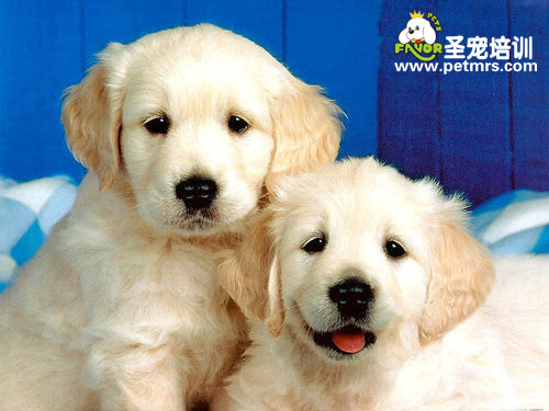 飼養(yǎng)另類的寵物會不會傳染疾病