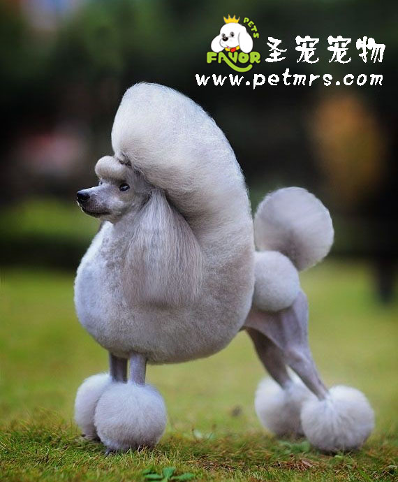 貴賓犬美容參賽標準概述