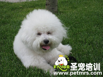 比熊犬的美容