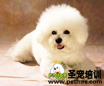 比熊犬美容知識二