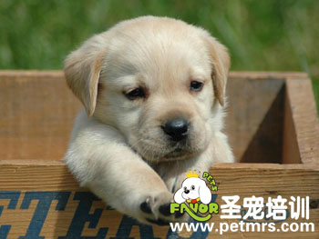 寵物美容之耳垢的清潔