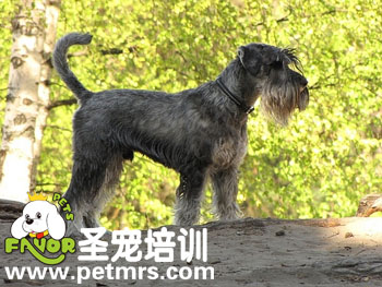 寵物美容之剛毛犬介紹
