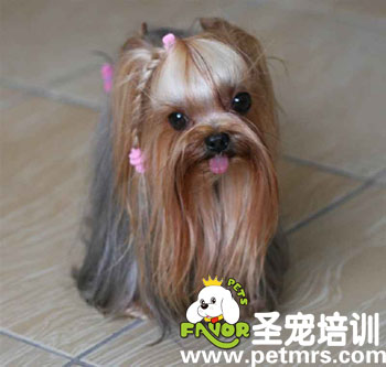 寵物美容之長毛犬
