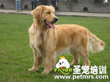寵物美容之中長毛犬介紹