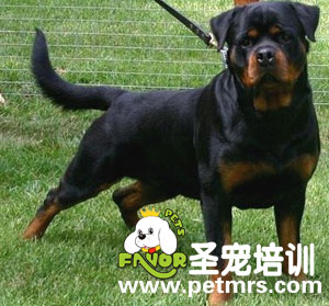 寵物美容之短毛犬介紹