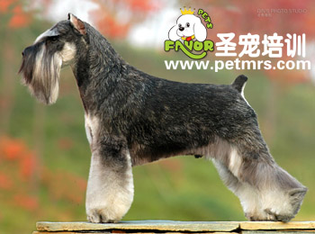 迷你雪納瑞美容方法
