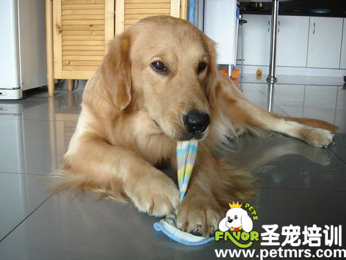 狗狗你餓了嗎，怎么吃起床單了