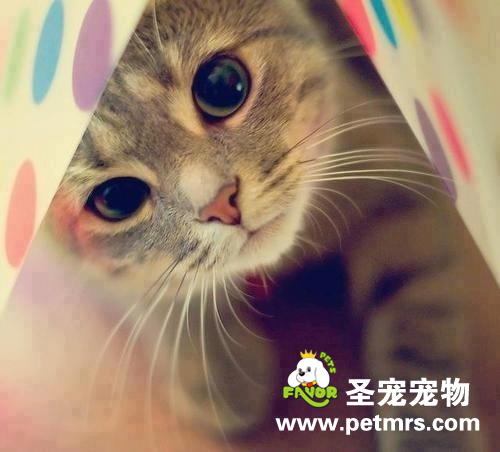 貓咪牙齒的全面護理