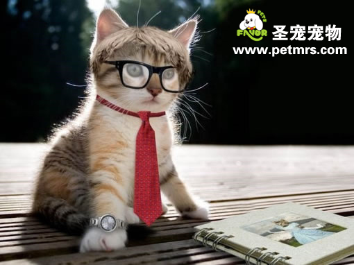貓咪皮膚病的預防與治療