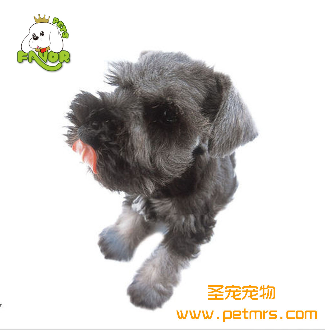 如何用中醫治療狗狗的疾病