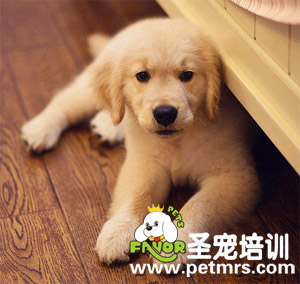 犬瘟熱的診斷和治療方法