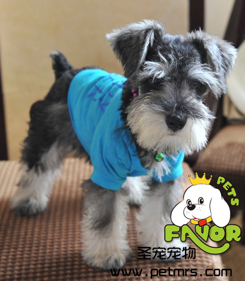 犬瘟熱免疫失敗的原因和對策