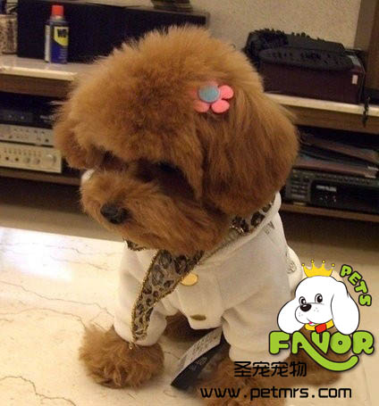 犬瘟熱的介紹