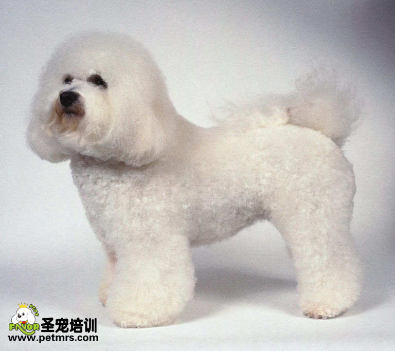 冬季比熊犬洗澡時注意的事項