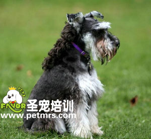 寵物美容之狗狗美容工具介紹