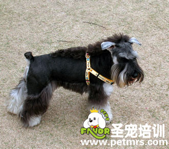 祛除狗狗皮屑