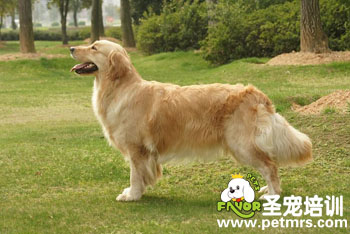 金毛犬的美容步驟
