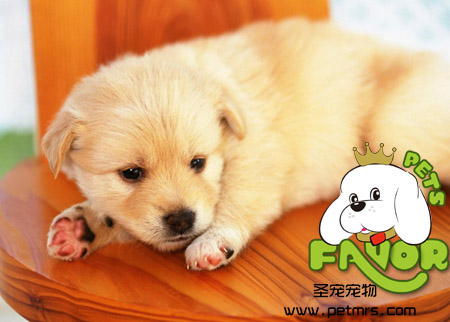 狗狗不剪指甲行嗎