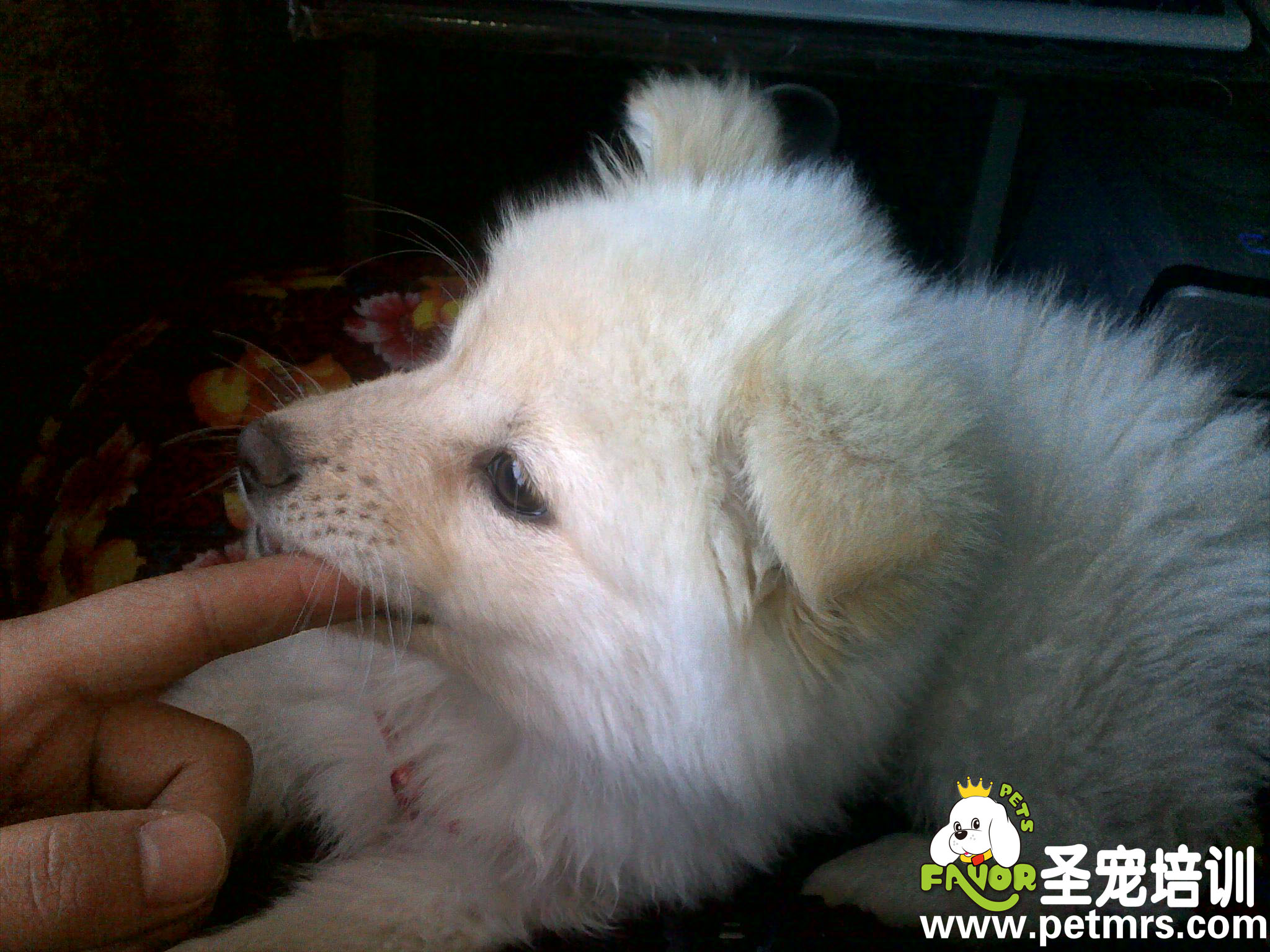 狗狗咬手指